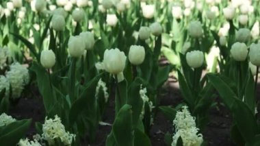 Parkta beyaz lalelerden oluşan bir çiçek tarlası büyüyor. Ampul çiçeği tomurcuğu yaklaş. Botanik bahçesinde açan bahar çiçeği. Çimlerde çok renkli bitkiler. Sahada bitki yetiştirme.