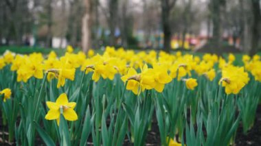 densely planted yellow daffodil flowers grow in a park against a blurred background. spring easter plants.