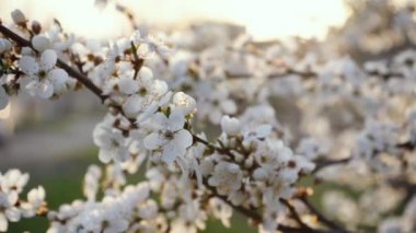 branches of blossoming white plum close up. spring flowering fruit trees. dense flowering.