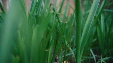 Yeşil çimenler kapanıyor. İlkbaharda yerde makro dünya. büyüyen bitki konsepti.
