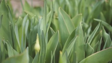 flowerbed of young unblown tulips close-up. Young plants in fertile soil outdoors on spring day, closeup.