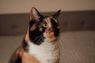 The captivating face of a calico cat with striking green eyes fills the frame. Its unique tricolor fur pattern adds to its charm. A serene and mesmerizing close-up shot clipart