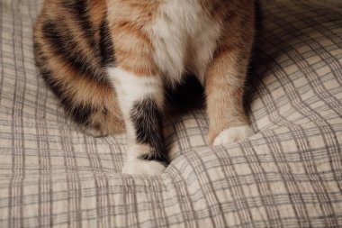 The close-up captures the lower paws of a cat resting on a patterned bedsheet. The tiny pads and fur textures are beautifully detailed. This serene moment reflects the cat's relaxed state clipart