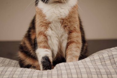 This detailed shot captures the lower body of a calico cat, emphasizing its soft paws. The white, black, and orange fur blend beautifully. A unique perspective on the cat's intricate patterns clipart