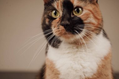 Parlak yeşil gözleri ve nasırlı kürküyle bu kedinin yüzü, yakın çekim görüntüsünde büyülenir. Bakış ve renklerin birleşimi büyüleyici bir portre oluşturuyor. Sakin bir kedi ifadesi.