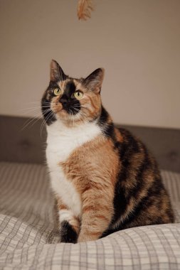 A cat with a bright tricolor coat sits on a bed with shiny fur. The soft sheets create a comfortable place to rest. His shiny fur reflects the light beautifully clipart