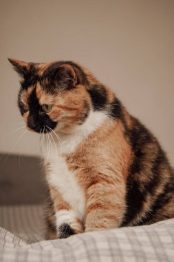 Parlak üç renkli ceketli bir kedi parlak kürklü bir yatakta oturur. Yumuşak çarşaflar dinlenmek için rahat bir yer yaratır. Parlak kürkü ışığı güzel yansıtıyor.