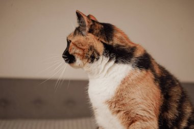 Üç renkli güzel bir kedi yatağın üzerinde yatıyor, kürkü ışıkta parıldıyor. Odanın sakin atmosferi yumuşak yatak örtüsüyle tamamlanır. Kedi çok rahat görünüyor.