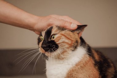 Nazik bir el kedilerin kafasını okşar, hassas bir bağ kurma anını gösterir. Kedi bir yatakta sakince oturur, sevginin tadını çıkarır. Yakın çekim yumuşak kürkü ve barışçıl tavrını vurguluyor.