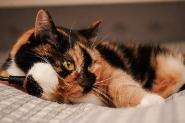 A black and orange cat rests peacefully on a checkered blanket. The vibrant fur contrasts beautifully with the geometric pattern of the fabric. A cozy and charming moment of feline relaxation clipart