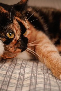 Siyah ve turuncu bir kedi kareli bir battaniyenin üzerinde huzur içinde dinleniyor. Canlı kürk, kumaşın geometrik deseniyle güzel bir tezat oluşturuyor. Rahat ve büyüleyici bir kedi rahatlama anı.