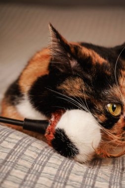 A black and orange cat rests peacefully on a checkered blanket. The vibrant fur contrasts beautifully with the geometric pattern of the fabric. A cozy and charming moment of feline relaxation clipart