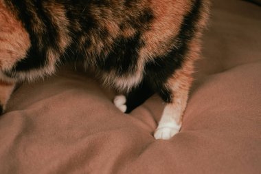 Kahverengi bir çarşafın üzerinde yürürken, bir tekir kedi üç renkli kürkünü gösterir. Rahatlamış vücut duruşu, saf bir sükuneti ortaya çıkarıyor. Muhteşem bir kedi güzelliği.