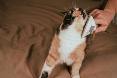 Özel bir tımar fırçası, tüylerinin güzelliğini ön plana çıkaran bir yavru kedi üzerinde kullanılır. Canlı renklerin karışımı oturum sırasında göze çarpıyor. Kediler karışıklıkta ipuçlarıyla karşılaşırlar ama sevimli kalmaya devam ederler.