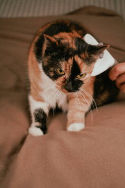 A grooming moment unfolds as a calico cat with a striking coat is brushed. The combination of white, black, and orange fur. The cats expression shows its confusion about the attention clipart