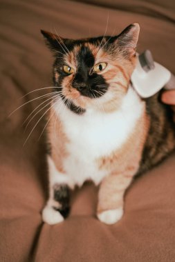 Grevci paltolu bir yavru kedi fırçalarken tımar anı başlıyor. Beyaz, siyah ve turuncu kürkün kombinasyonu. Kedilerin ifadesi dikkat konusundaki şaşkınlığını gösteriyor.