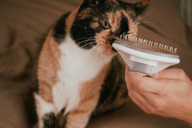 Sakin ama belirsiz olan calico kedisi, kürkünden süzülen bir fırça gibi oturuyor. Paltosunun renkleri çarpıcı bir görsel karşıtlık yaratır. Tımarlama kedideki duyguların bir karışımını çağrıştırıyor gibi.