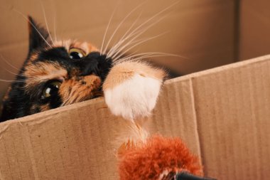 Oyuncak bir kedi karton bir kutuda oturur, bir oyuncak sopayla bağlanır. Meraklı pençeleri nesneyle etkileşime geçmek için uzanıyor. Sahne bir eğlence ve kedi merakını yakalıyor.