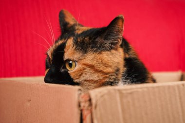 Bu sevimli kaplumbağa kabuklu kedi, kalın kırmızı bir duvara dayalı basit bir karton kutudan dışarı bakıyor. Fotoğraf kedi merakı ve sıcak ev ortamının özünü yakalıyor.