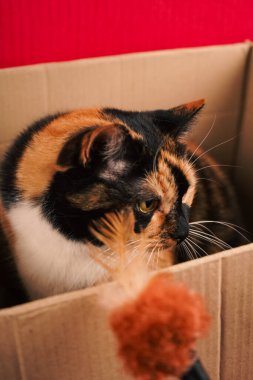 Bu sevimli kaplumbağa kabuklu kedi, kalın kırmızı bir duvara dayalı basit bir karton kutudan dışarı bakıyor. Fotoğraf kedi merakı ve sıcak ev ortamının özünü yakalıyor.