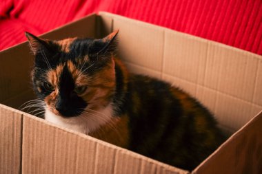 Büyüleyici bir kedi sıcak kırmızı bir arka planla çevrili bir karton kutunun içinde rahatça oturur. Delen sarı gözleri ona bir uyarı veriyor ama sakin bir ifade. Samimi ve evcil hayvan dostu temalar için mükemmel