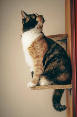 Perched confidently on a wooden shelf, this calico cat displays its orange, black, and white coat. Its curious green eyes focus intently. The minimalist background enhances its poised elegance clipart