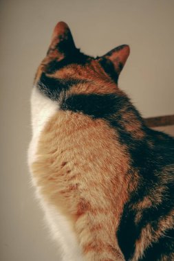 Üç renkli güzel bir kedi yatağın üzerinde yatıyor, kürkü ışıkta parıldıyor. Odanın sakin atmosferi yumuşak yatak örtüsüyle tamamlanır. Kedi çok rahat görünüyor.