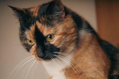 Bir kedinin yakın çekimi onun canlı bıyıklarını ve parlak renkli kürkünü ön plana çıkarır. Ceketin ince ayrıntıları ışığı güzel yansıtıyor. Kedi cazibesi ve zarafetinin çarpıcı bir tasviri.