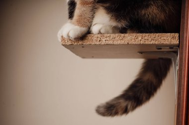 A close-up view of a cats legs and paws highlights their calico coloring. The combination of white, black, and orange fur creates a distinctive. The paws rest gracefully, exuding feline charm clipart