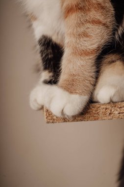 A close-up view of a cats legs and paws highlights their calico coloring. The combination of white, black, and orange fur creates a distinctive. The paws rest gracefully, exuding feline charm clipart