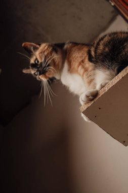 Bu üç renkli kedi, sıcaklığı ve zarafeti harmanlayan basit bir rafa nazikçe tünemiş. Kürkü parlak renkleri düz duvara karşı duruyor. Rahatlamış ama odaklanmış tavrı dikkat çekiyor.