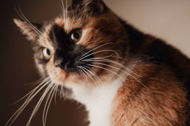 This detailed shot captures the cat's face with its striking whiskers and glossy fur. The multicolored coat gleams under the light. A perfect moment of feline beauty in vivid detail clipart