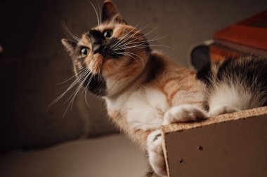 Bir yavru kedi gururla tahta bir rafta oturur, turuncu, siyah ve beyaz kürkü parlar. Özenli bakışları ve dik duruşu muhteşem bir cazibe katıyor. Minimalist arka plan güzelliğini vurgular.