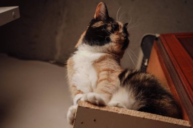 Bir yavru kedi gururla tahta bir rafta oturur, turuncu, siyah ve beyaz kürkü parlar. Özenli bakışları ve dik duruşu muhteşem bir cazibe katıyor. Minimalist arka plan güzelliğini vurgular.