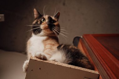 Bir yavru kedi gururla tahta bir rafta oturur, turuncu, siyah ve beyaz kürkü parlar. Özenli bakışları ve dik duruşu muhteşem bir cazibe katıyor. Minimalist arka plan güzelliğini vurgular.