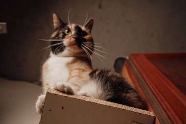 A calico cat sits proudly on a wooden shelf, its orange, black, and white fur gleaming. Its attentive gaze and upright posture add a regal charm. The minimalistic background highlights its beauty clipart