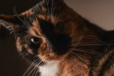 Bir kedinin yüzünün yakın çekimi parlak bıyıklarını ve parlak renkli kürkünü ön plana çıkarır. Ceketin ince ayrıntıları ışığı güzel yansıtıyor. Kedi cazibesi ve zarafetinin çarpıcı bir tasviri.