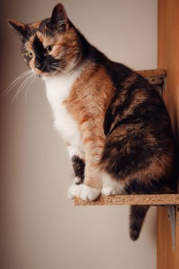 A calico cat sits proudly on a wooden shelf, its orange, black, and white fur gleaming. Its attentive gaze and upright posture add a regal charm. The minimalistic background highlights its beauty clipart