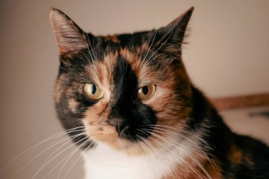 Bir kedinin yüzünün yakın çekimi parlak bıyıklarını ve parlak renkli kürkünü ön plana çıkarır. Ceketin ince ayrıntıları ışığı güzel yansıtıyor. Kedi cazibesi ve zarafetinin çarpıcı bir tasviri.