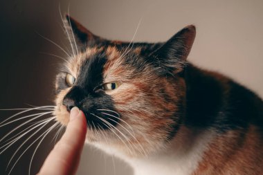 A curious calico cat sniffs a persons finger, showcasing its playful and inquisitive nature. The interaction captures a moment of trust and connection. The cats colorful coat adds charm to the scene clipart