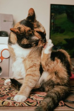 A calico cat delicately grooms its fur with precision. The blend of white, black, and orange colors enhances its graceful appearance. The scene captures a moment of feline care and relaxation clipart