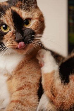 A calico cat delicately grooms its fur with precision. The blend of white, black, and orange colors enhances its graceful appearance. The scene captures a moment of feline care and relaxation clipart