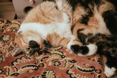 Üç renkli bir kedi, rahat bir battaniyenin üzerinde uzanır. Turuncu, siyah ve beyaz önlük hafif ışık altında parıldıyor. Gevşek duruşu ve dışarı fırlamış dili iç açıcı bir sahne yaratır.