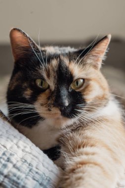 Şirin, çizgili, tüylü bir kedi ağzını kocaman açar. Dişlerini ve pembe dilini gösteriyor, gözleri kapalı, miyavlıyor ya da esniyor. Kapalı alan, kopyalama alanı, kapat, seçici odak