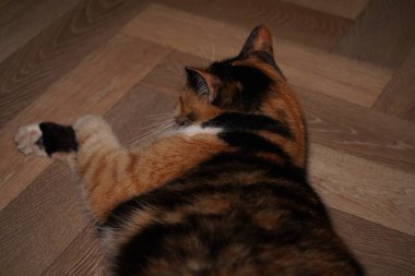 A white, black and orange tabby cat lies on a linoleum surface. His slightly irritated expression adds character. The detailed patterns of his coat are eye-catching clipart