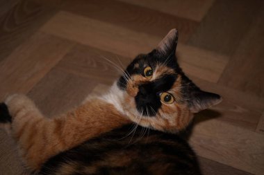 A calico cats face is shown in stunning detail, showcasing its tri-colored fur of white, black, and orange. The close-up emphasizes the beauty of its markings. Its gaze conveys a sense of curiosity clipart