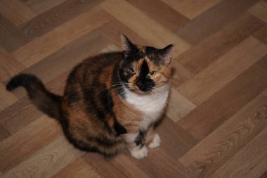 Sitting on a linoleum floor, a calico cat showcases its captivating white, black, and orange fur. The felines face displays a hint of displeasure. The contrasting colors of its coat stand out clipart