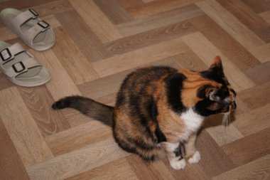 Sitting on a linoleum floor, a calico cat showcases its captivating white, black, and orange fur. The felines face displays a hint of displeasure. The contrasting colors of its coat stand out clipart