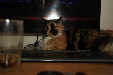 A relaxed cat lounges on a desk beside a computer keyboard and a clear glass. The workspace scene is peaceful, with the cat adding a cozy touch. The combination feels both modern and serene clipart