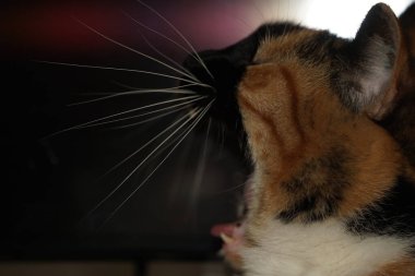 Beyaz, siyah ve turuncu renkli kürkünü sergileyen bir yavru kedinin yüzü çarpıcı detaylarla gösterilir. Yakın çekim işaretlerinin güzelliğini vurguluyor. Bakışları merak uyandırıyor.